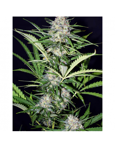 Xtreme Seeds Afghan Shadow ASB Auto - Imagen 1