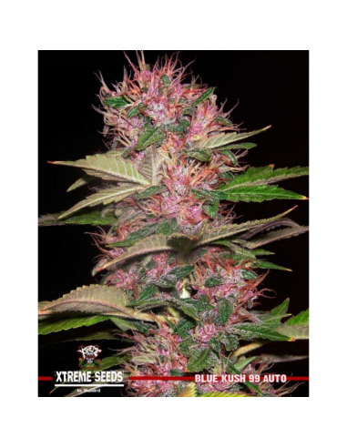 Xtreme Seeds Blue Kush '99 Auto - Imagen 1