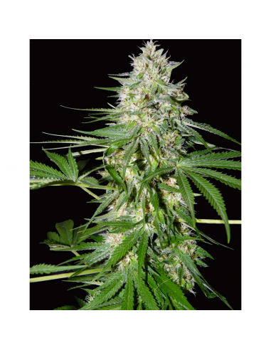 Xtreme Seeds OG Kush Express Fem - Imagen 1