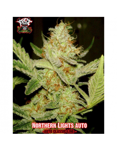 Xtreme Seeds Northern Lights Auto - Imagen 1