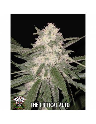 Xtreme Seeds The Critical Auto - Imagen 1