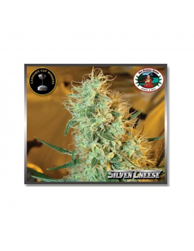 Big Buddha Seeds Silver Cheese  Fem - Imagen 1