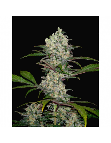 Xtreme Seeds South Mountain Cheese - Imagen 1