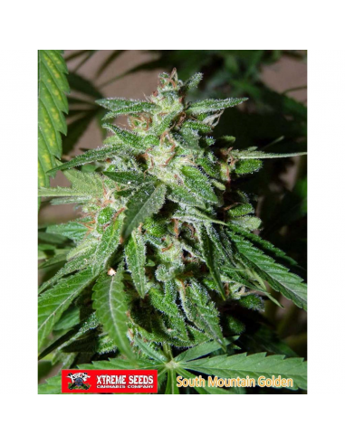 Xtreme Seeds South Mountain Golden Fem - Imagen 1