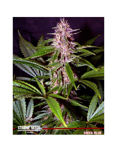 Xtreme Seeds Shiva Blue Reg. - Imagen 1