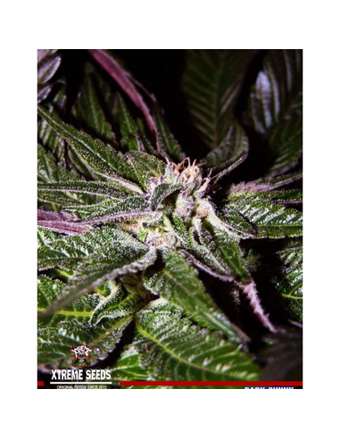 Xtreme Seeds Dark Chunk Reg - Imagen 1