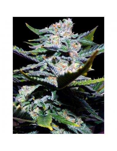 Xtreme Seeds Deep Sugar Reg - Imagen 1