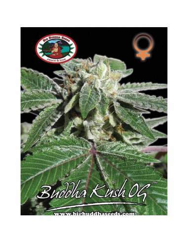 Big Buddha Seeds Buddha Kush OG Fem - Imagen 1