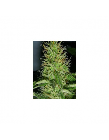 Big Buddha Seeds Buddha Haze Auto - Imagen 1