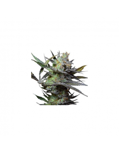 Big Buddha Seeds King Kong Fem - Imagen 1