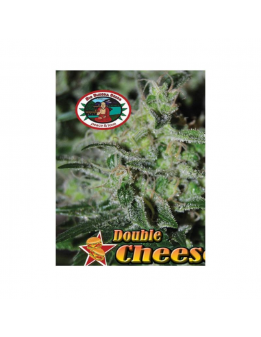 Big Buddha Seeds Double Cheese Fem - Imagen 1