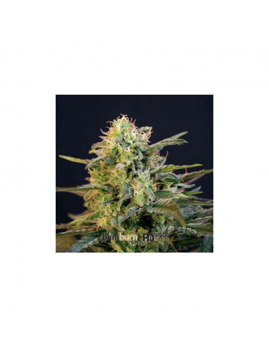 Blimburn Seeds Mamba Negra Fem - Imagen 1