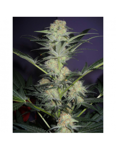 Blimburn Seeds Mamba Negra Auto - Imagen 1