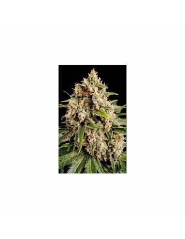 Blimburn Seeds Orka Fem - Imagen 1