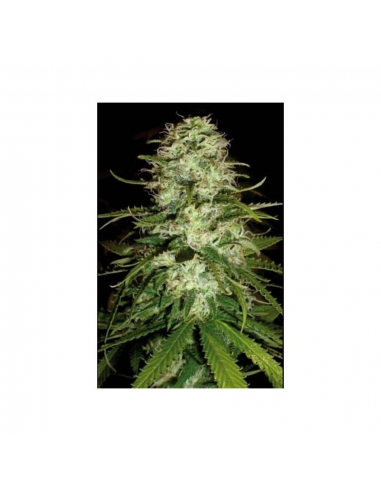 Blimburn Seeds CR+ Fem - Imagen 1