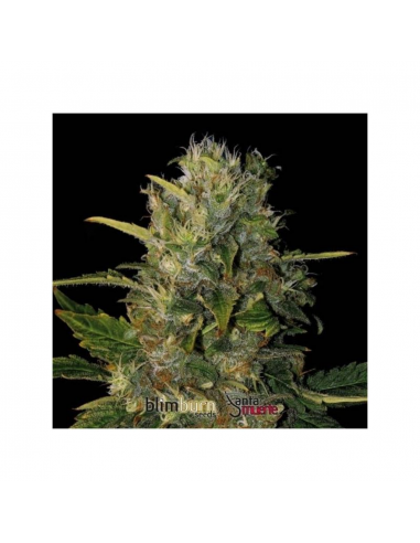 Blimburn Seeds Santa Muerte Fem - Imagen 1