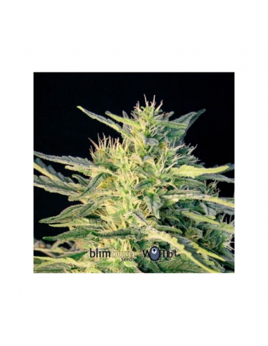 Blimburn Seeds Wombat Fem - Imagen 1