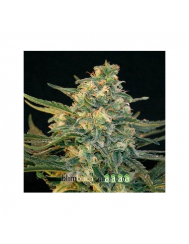 Blimburn Seeds Guanabana Fem - Imagen 1