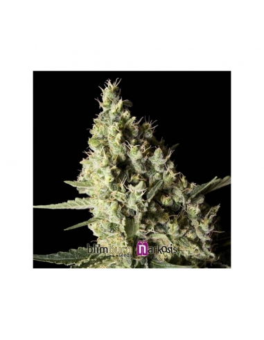 Blimburn Seeds Narkosis Fem - Imagen 1