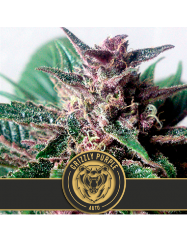 Blimburn Seeds Grizzly Purple Fem - Imagen 1