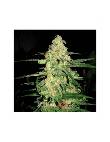 Blimburn Seeds Original Clon Fem - Imagen 1