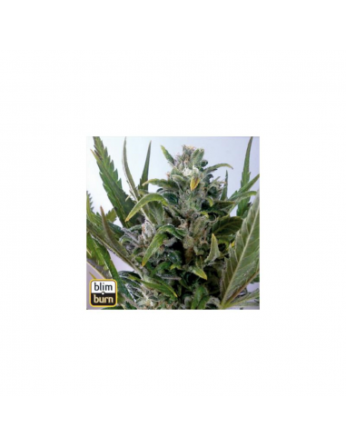 Blimburn Seeds Tangie Auto - Imagen 1