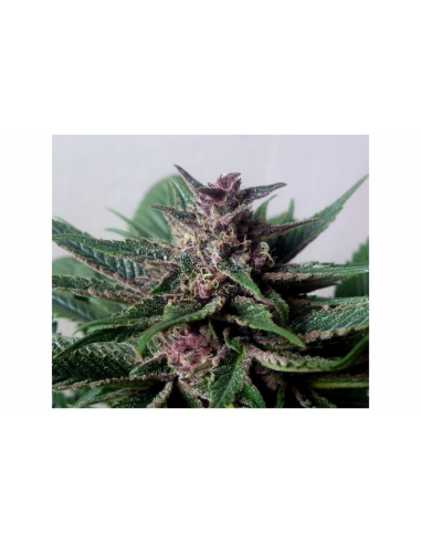 Blimburn Seeds Grizzly Auto - Imagen 1