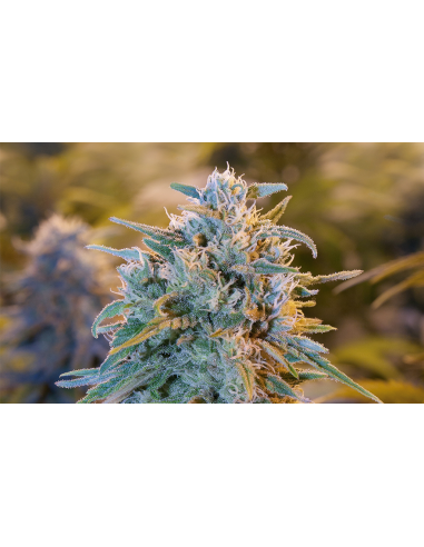 Blimburn Seeds Blue Dream Fem - Imagen 1