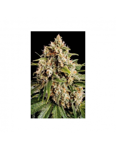 Blimburn Seeds Cookies Fem - Imagen 1