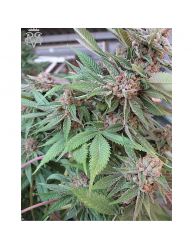 Blimburn Seeds Green Crack Fem - Imagen 1