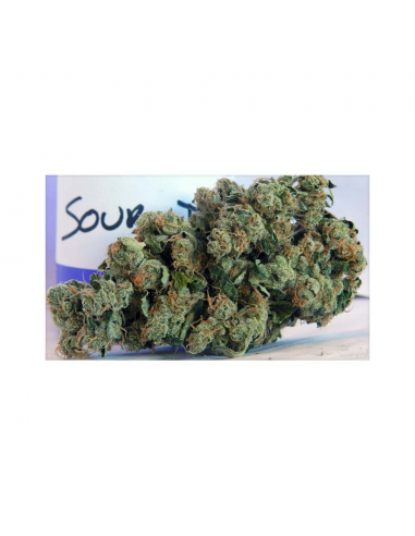 Blimburn Seeds Sour Diesel Fem - Imagen 1