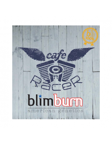 Blimburn Seeds Cafe Racer Fem - Imagen 1