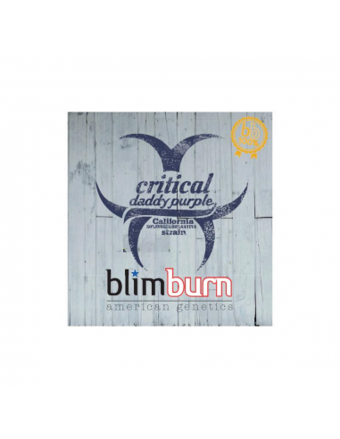 Blimburn Seeds Critical Daddy Fem - Imagen 1