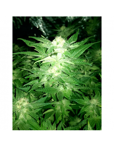 Blimburn Seeds Mamba Negra CBD Fem - Imagen 1