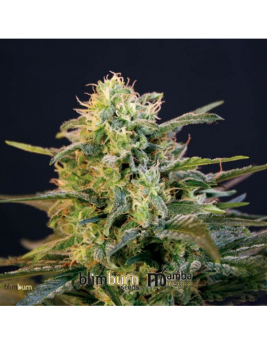 Blimburn Seeds Mamba Negra Auto CBD - Imagen 1