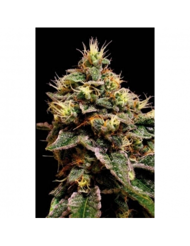 Blimburn Seeds Kabrales Fem - Imagen 1