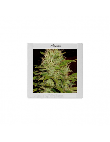 Blimburn Seeds Mango Fem - Imagen 1