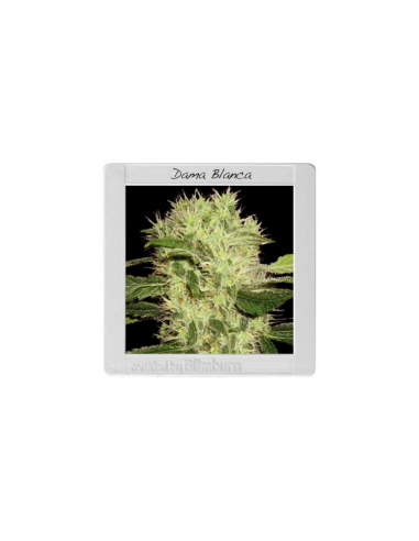 Blimburn Seeds Dama Blanca Fem - Imagen 1