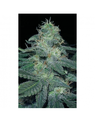 Blimburn Seeds BC Diesel Fem - Imagen 1