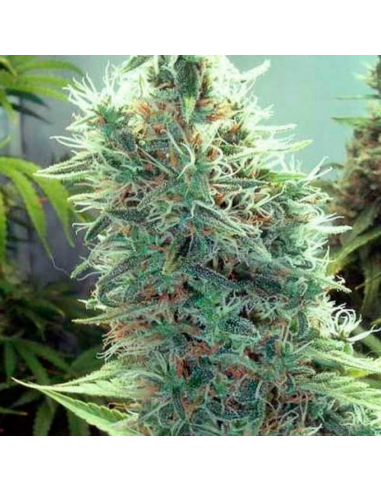 Blimburn Seeds Cindy 99 Fem - Imagen 1