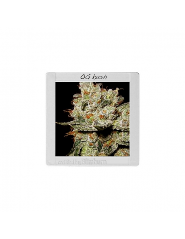 Blimburn Seeds OGs Kush Fem - Imagen 1