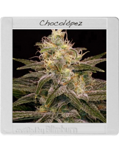 Blimburn Seeds Chocolopez Fem - Imagen 1