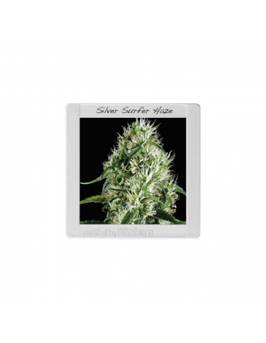 Blimburn Seeds Silver Surfer Haze Fem - Imagen 1