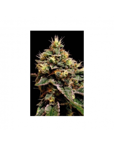 Blimburn Seeds Kabrales Auto - Imagen 1