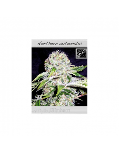 Blimburn Seeds Northern Auto - Imagen 1