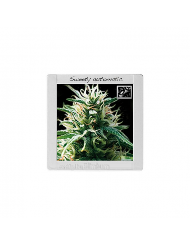 Blimburn Seeds Sweety Auto - Imagen 1