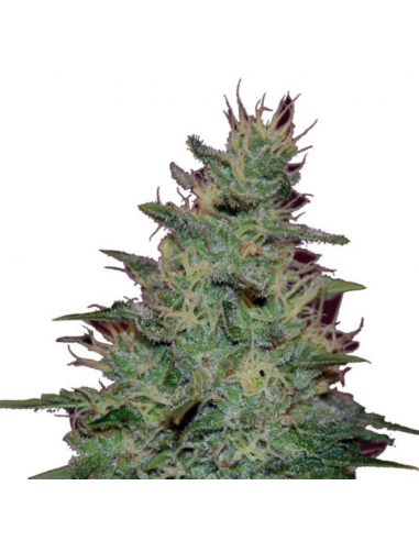 Blimburn Seeds AK Auto - Imagen 1