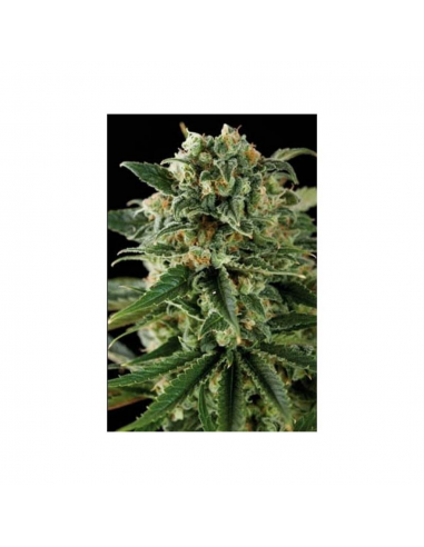 Blimburn Seeds Critical Auto - Imagen 1