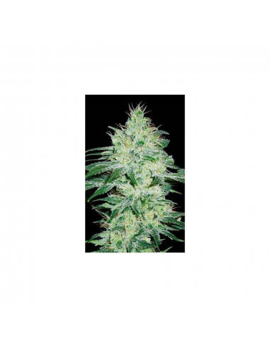 Blimburn Seeds Orient Auto - Imagen 1