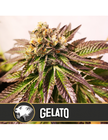 Blimburn Seeds Gelato Fem - Imagen 1